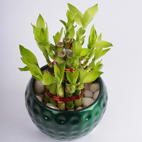 2 layer lucky bamboo in a green dotted pot top view