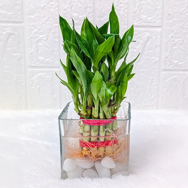 2 layer lucky bamboo plant with  square glass pot 2 front view
