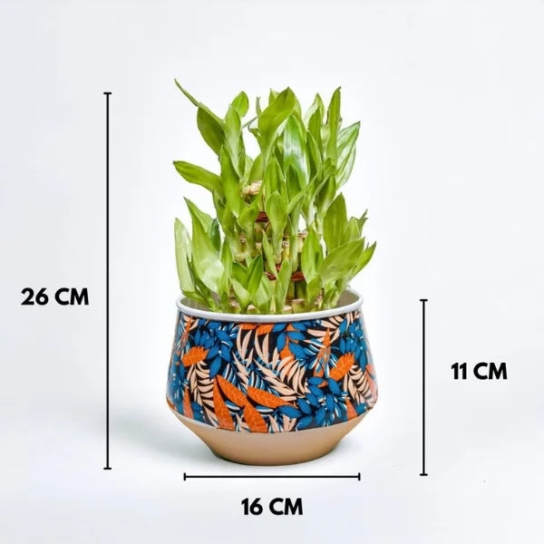 3 layer lucky bamboo in blue designer metal printed pot dimension view