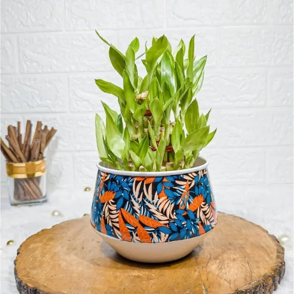 3 layer lucky bamboo in blue designer metal printed pot front view
