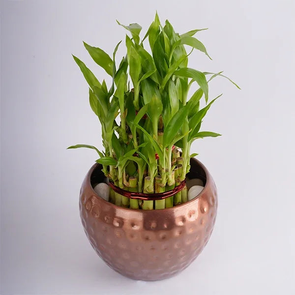 3 layer lucky bamboo live indoor plant with pot metal copper top view