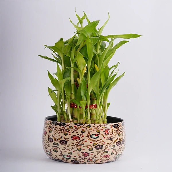 3 layer lucky bamboo plant in a metal pot front view
