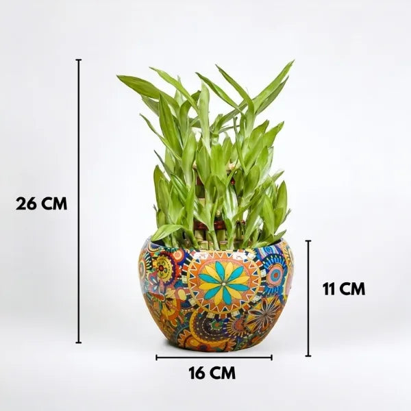 3 layer lucky bamboo plant in designer metal rajwadi pot dimension view