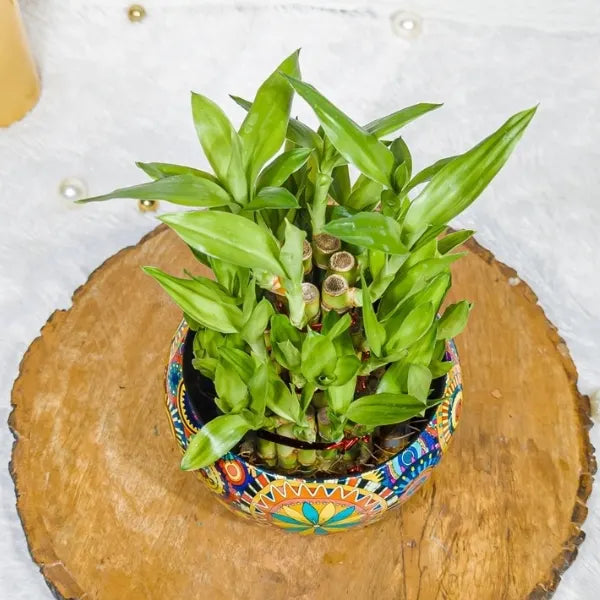 3 layer lucky bamboo plant in designer metal rajwadi pot top view