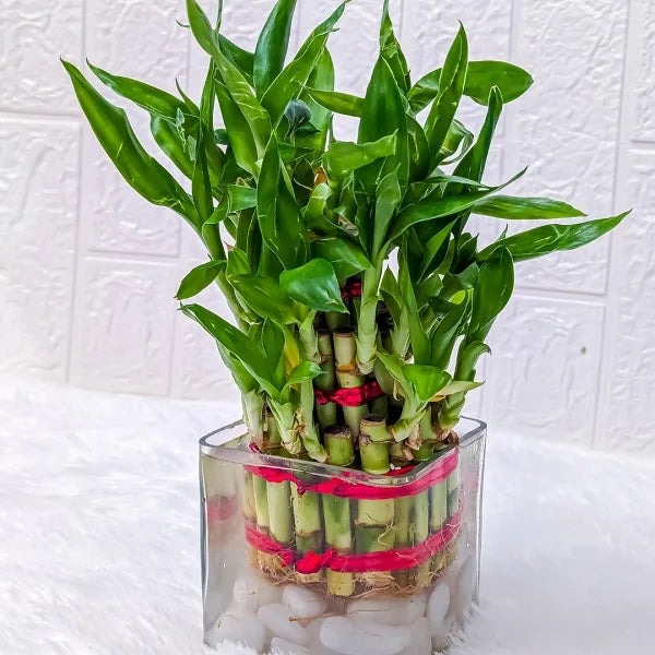 3 layer lucky bamboo plant with square glass pot front view 3