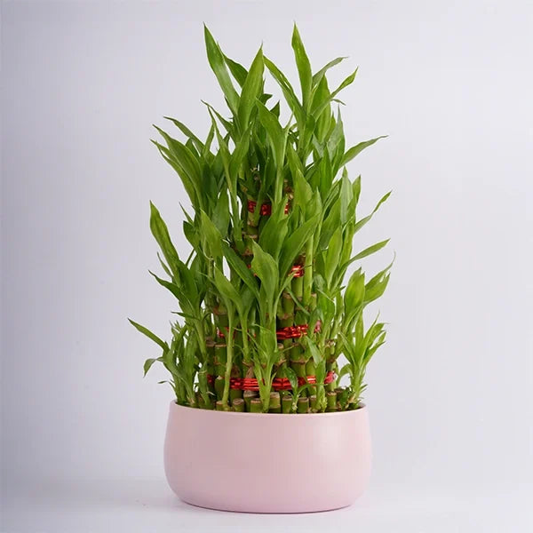 5 layer lucky bamboo plant in a pink metal pot front view 2