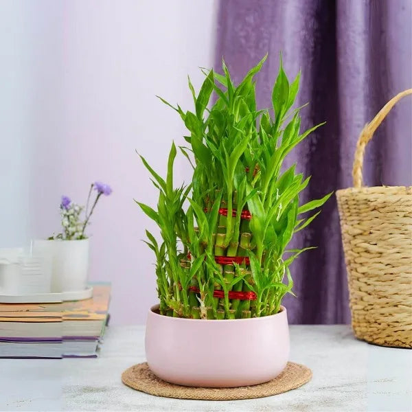 5 layer lucky bamboo plant in a pink metal pot front view