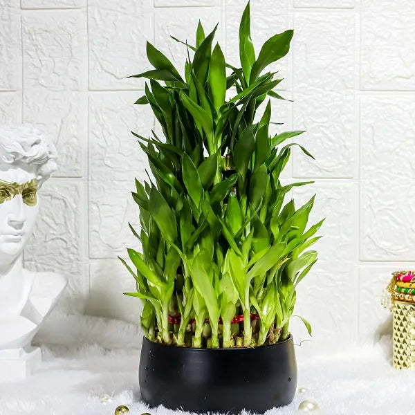 5 layer lucky bamboo plant in black metal pot top view