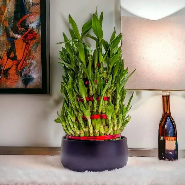 5 layer lucky bamboo plant in black metal pot front view