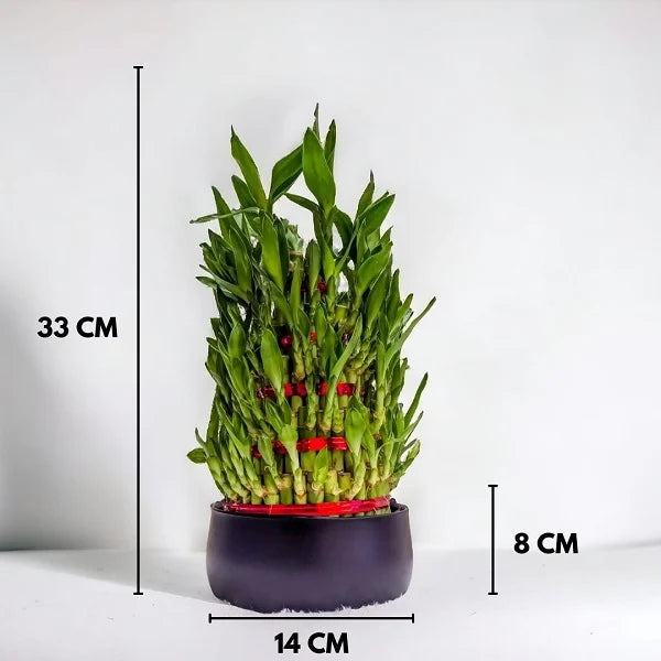 5 layer lucky bamboo plant in black metal pot with dimension