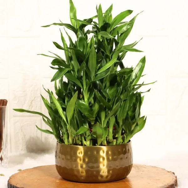 5 layer lucky bamboo plant in gold dotted metal pot front view