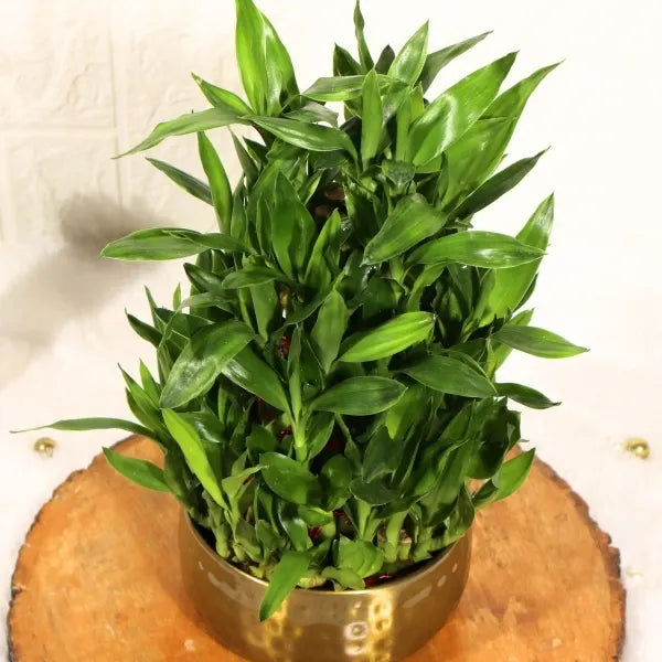 5 layer lucky bamboo plant in gold dotted metal pot top view