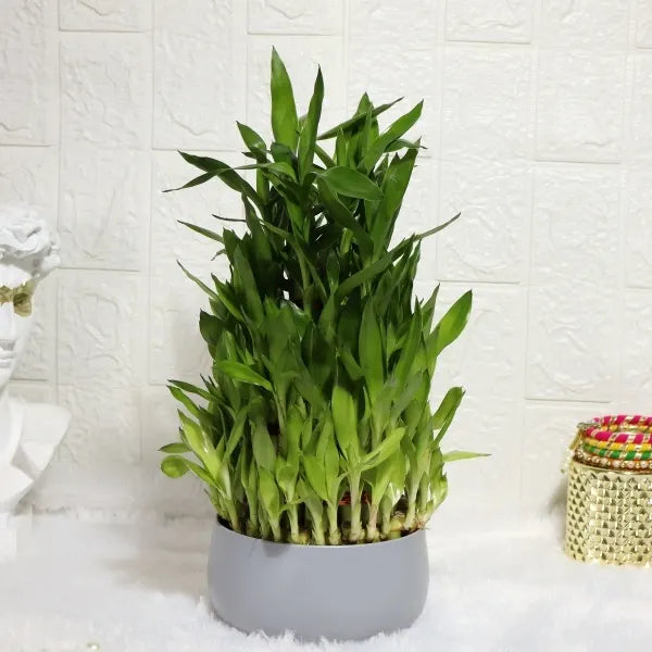 5 layer lucky bamboo plant in grey metal pot front view