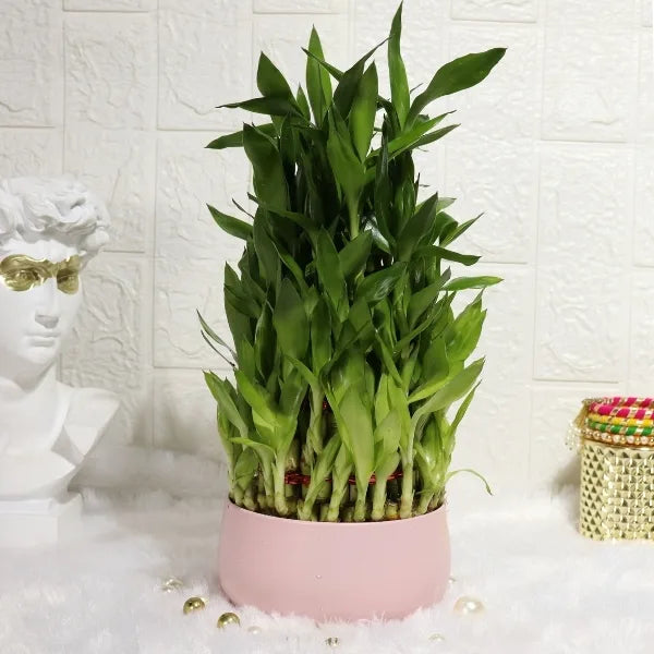 5 layer lucky bamboo plant in pink metal pot front view 2