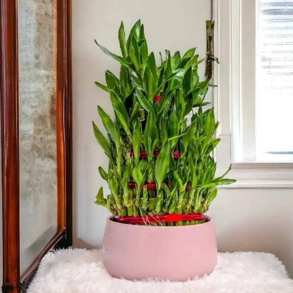 5 layer lucky bamboo plant in pink metal pot front view