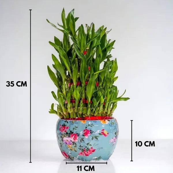 5 layer lucky bamboo plant in sky blue floral printed pot dimension view