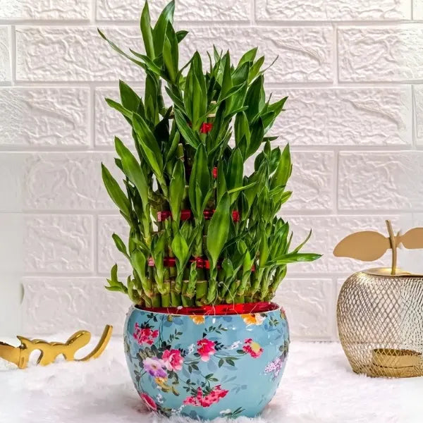 5 layer lucky bamboo plant in sky blue floral printed pot front view 2