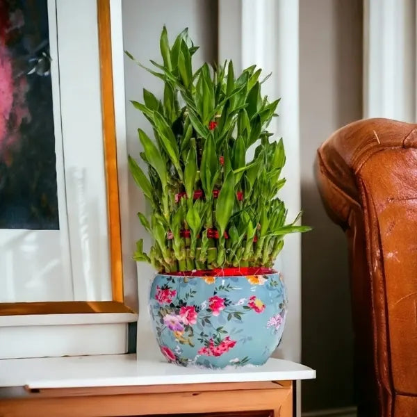 5 layer lucky bamboo plant in sky blue floral printed pot front view
