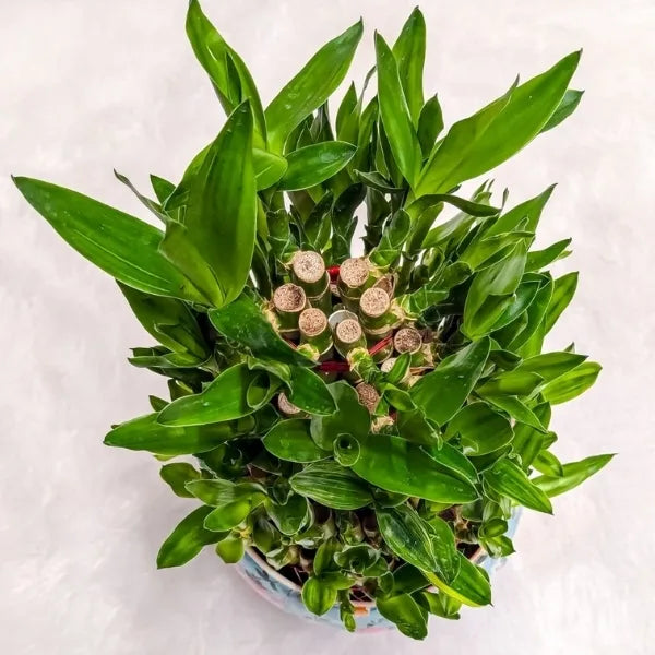 5 layer lucky bamboo plant in sky blue floral printed pot top view