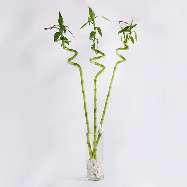5 spiral lucky bamboo plant in a tall glass pot front view 2