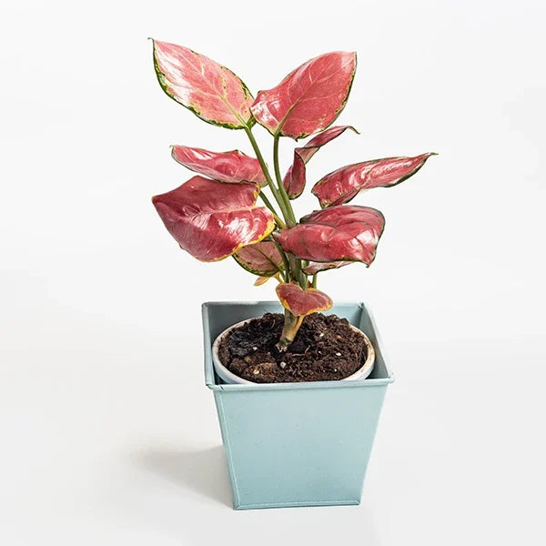 aglaonema diamond red with powder blue metal pot front view 2