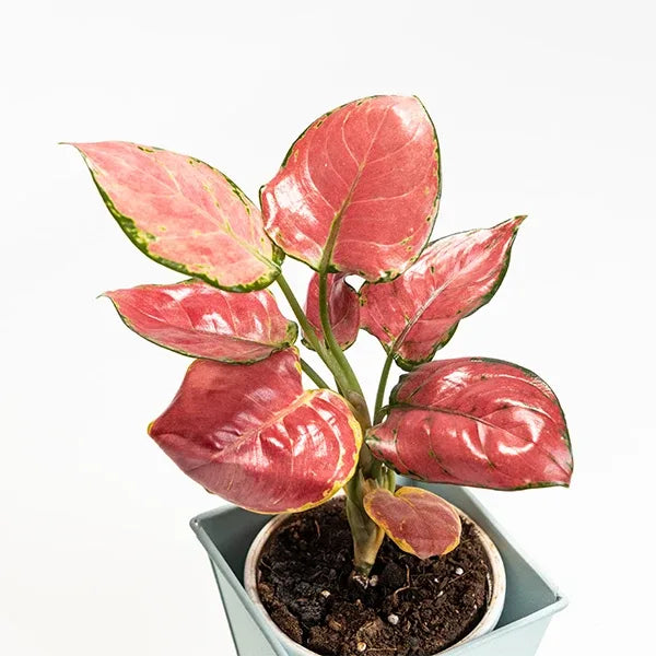 aglaonema diamond red with powder blue metal pot top view