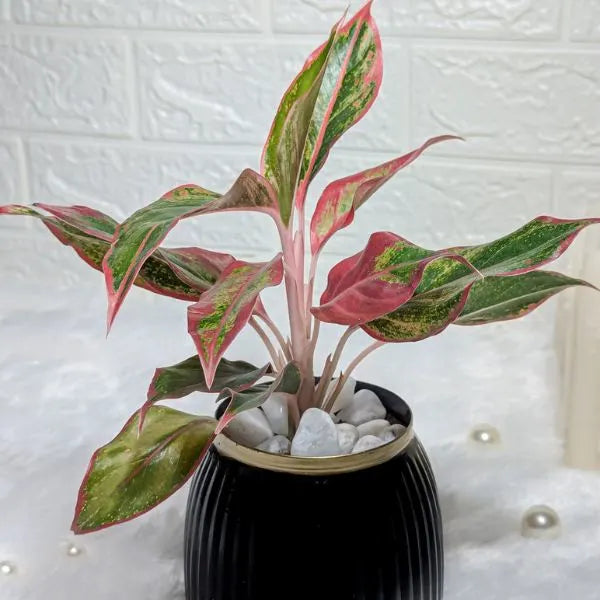 aglaonema lipstick in black metal pot closeup view