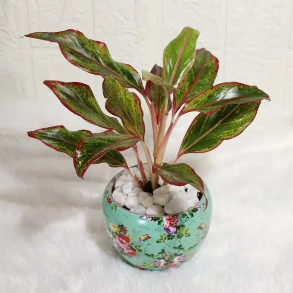 aglaonema lipstick in sky blue printed metal pot top view