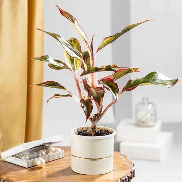 aglaonema lipstick plant with white metal plant pot front view