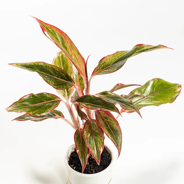 aglaonema lipstick plant with white metal plant pot top view
