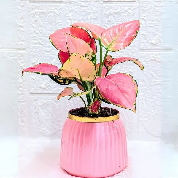 aglaonema pink in a pink metal pot front view 2