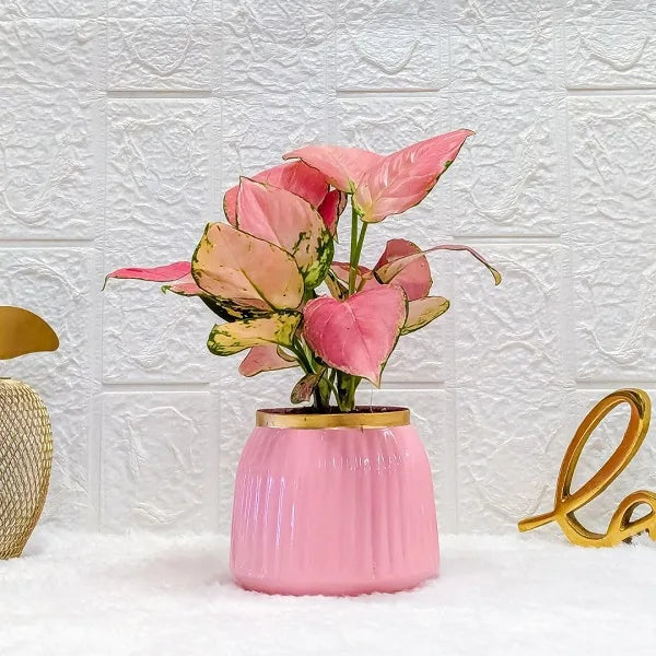 aglaonema pink in a pink metal pot front view
