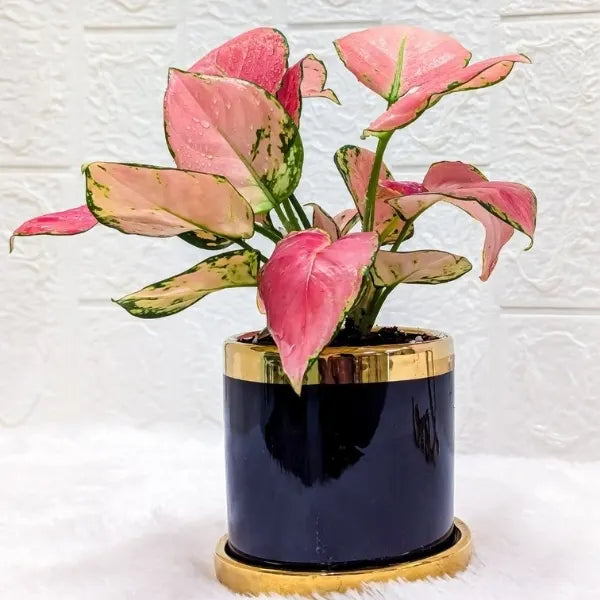 aglaonema red diamond plant in a black gold finished designer ceramic pot closeup view