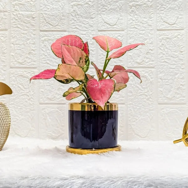 aglaonema red diamond plant in a black gold finished designer ceramic pot front view