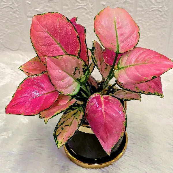 aglaonema red diamond plant in a black gold finished designer ceramic pot top view