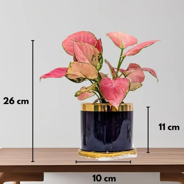 aglaonema red diamond plant in a black gold finished designer ceramic pot with dimension view