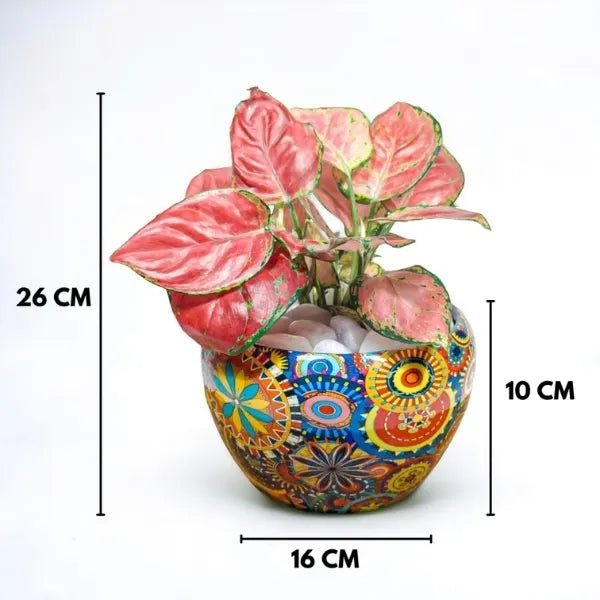 aglaonema red diamond plant in rajwadi pot dimension view