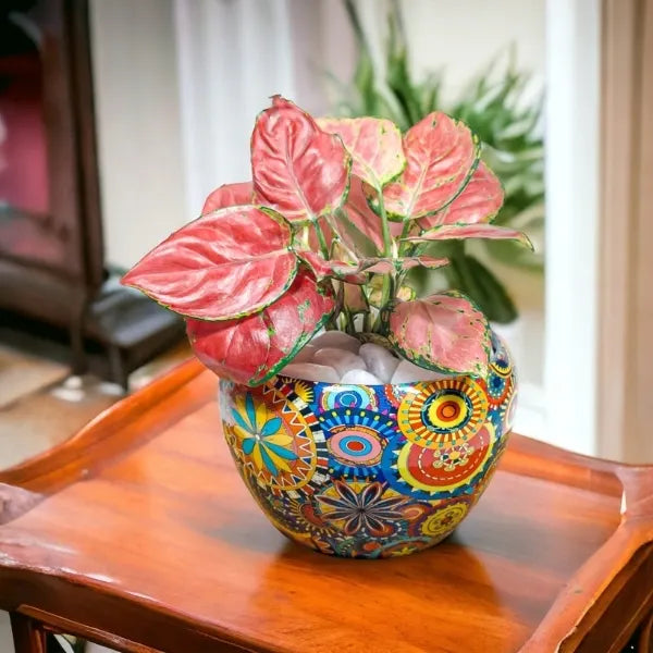 aglaonema red diamond plant in rajwadi pot front view 2