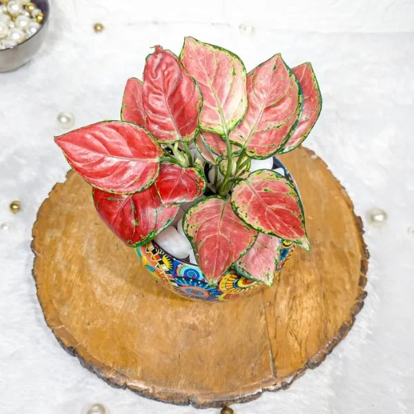 aglaonema red diamond plant in rajwadi pot top view