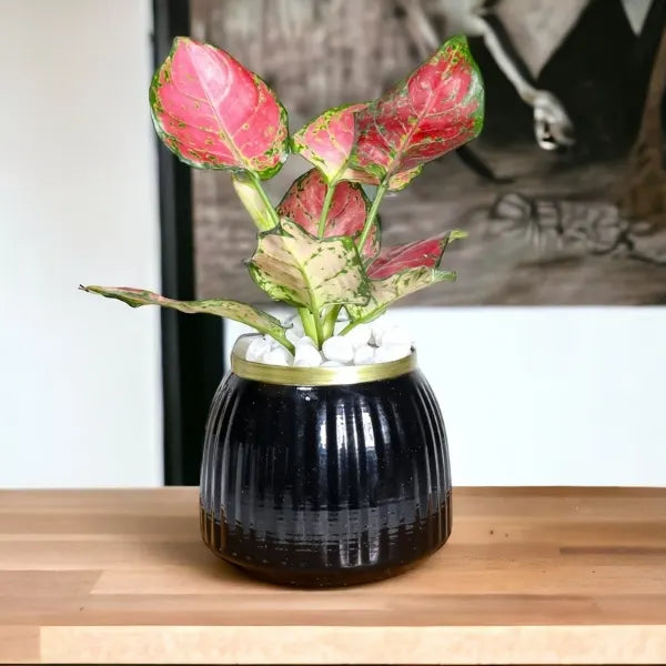 aglaonema red plant in black metal pot front view 2