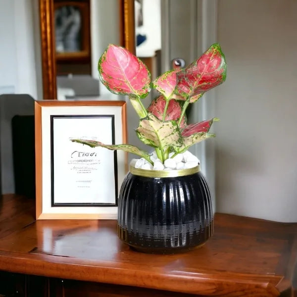 aglaonema red plant in black metal pot front view 3