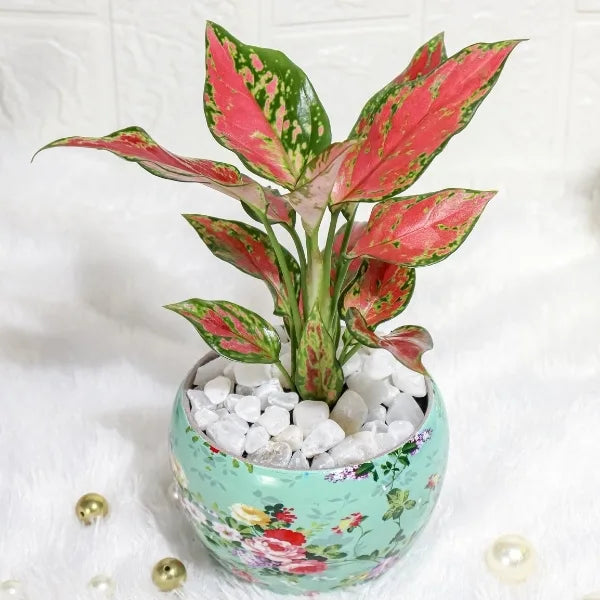 aglaonema rui in a sky blue printed pot close up view