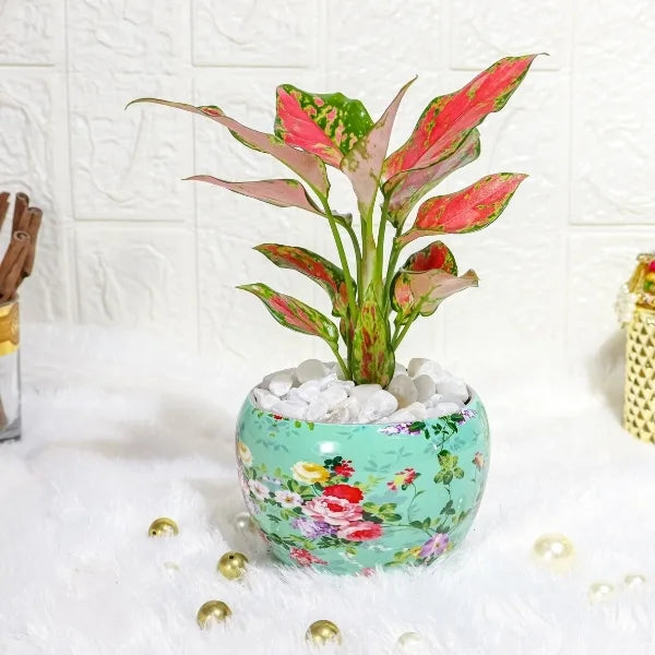 aglaonema rui in a sky blue printed pot front view 2