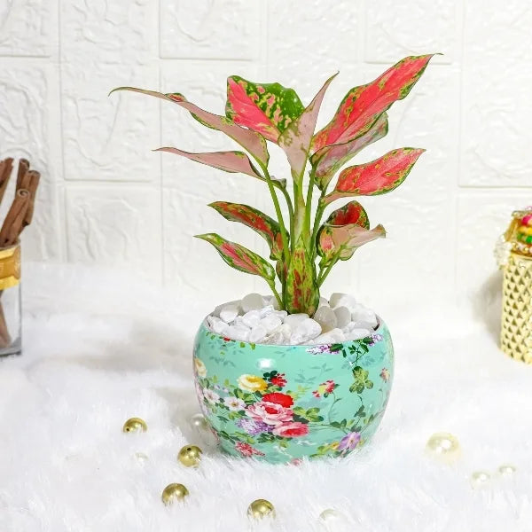 aglaonema rui in a sky blue printed pot front view