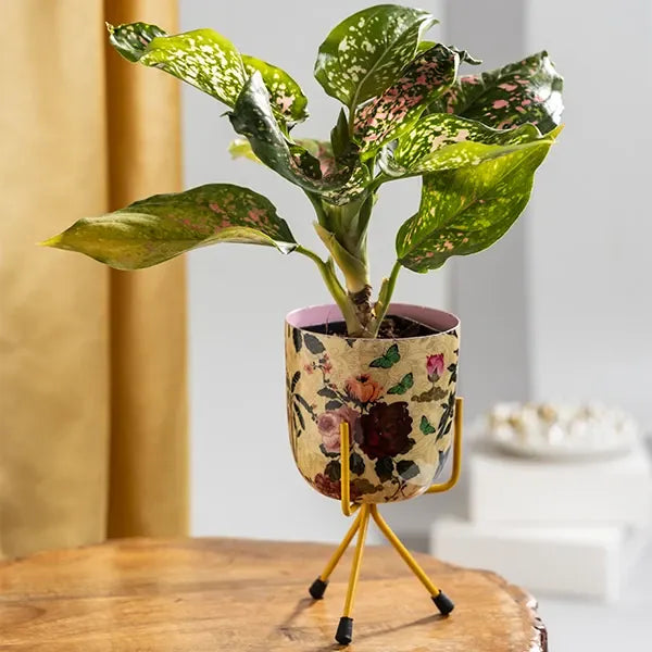 aglonema rui in floral print metal plant stand front view