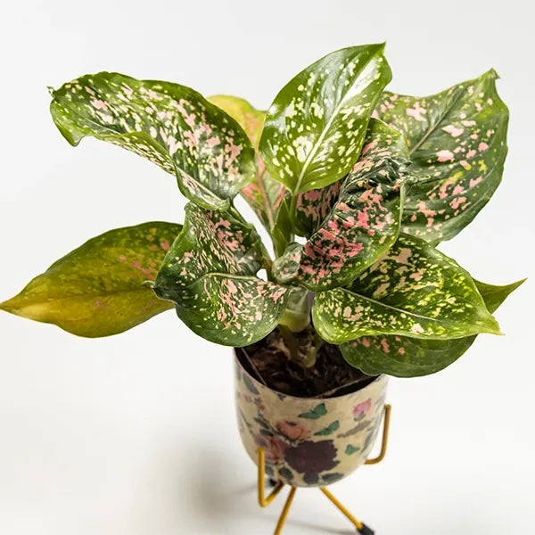 aglonema rui in floral print metal plant stand top view