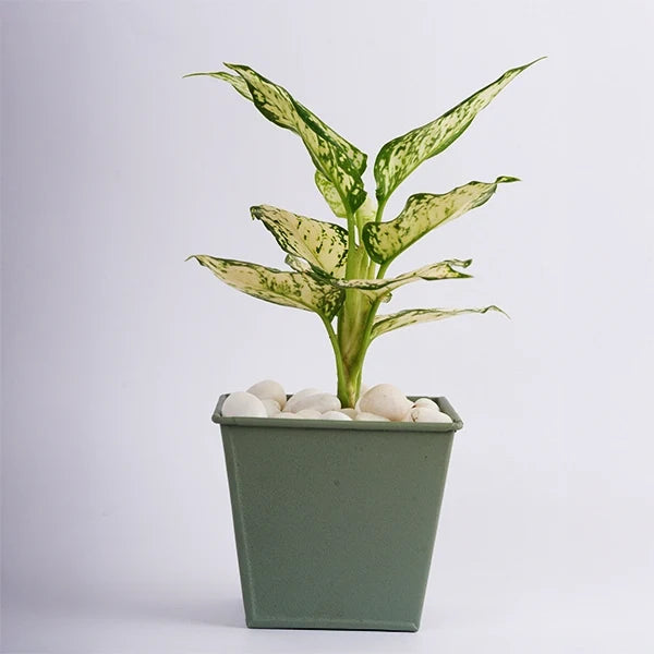 aglaonema snow white in a light green metal pot front view