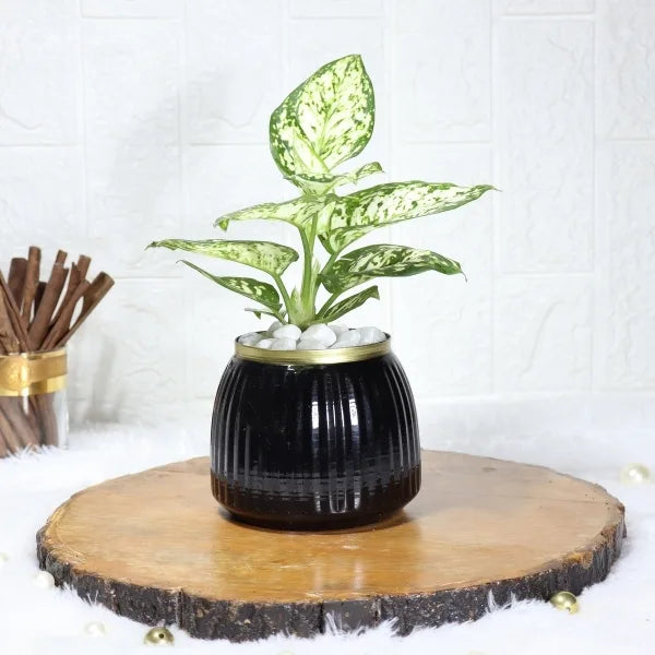 aglaonema snow white in black metal pot front view 2
