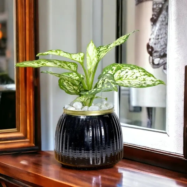 aglaonema snow white in black metal pot front view