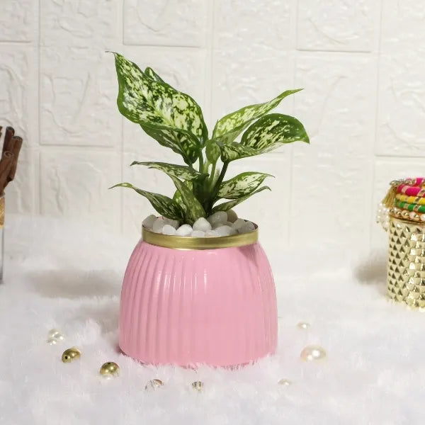 aglaonema snow white in chic pink metal designer pot front view